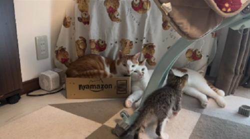 2頭の猫に近づく子猫