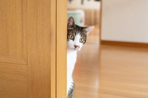 物陰から見つめる猫
