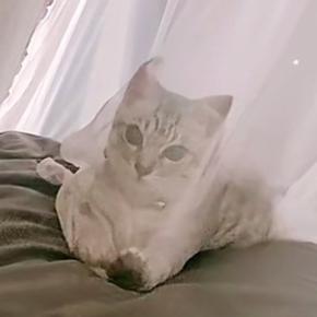 カーテンの向こう側にいた子猫→『おいで』と合図を送った結果…直後の『まさかの光景』が57万再生「停止するまでが速いw」「情けないww」