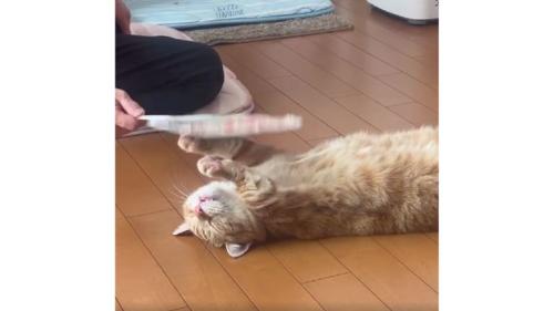 寝転がる猫