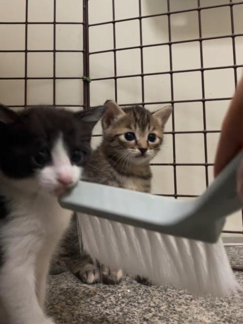 ホウキで触られる子猫