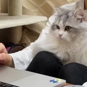 オンラインミーティング中、『甘えん坊の猫』がやってきた結果→真剣に画面を見つめて…可愛すぎる光景に「癒されたw」「羨ましい環境」の声