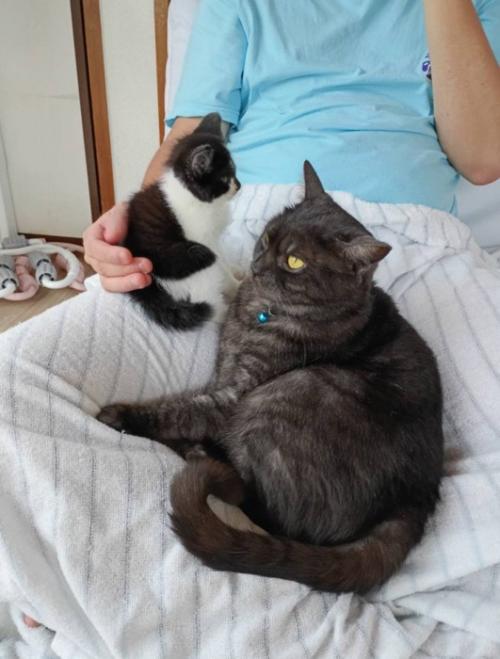 飼い主の足の上でくつろぐ子猫と成猫