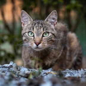 ふとした瞬間に感じる『猫のカッコいい一面』5選 思わず見惚れてしまう姿や魅力とは