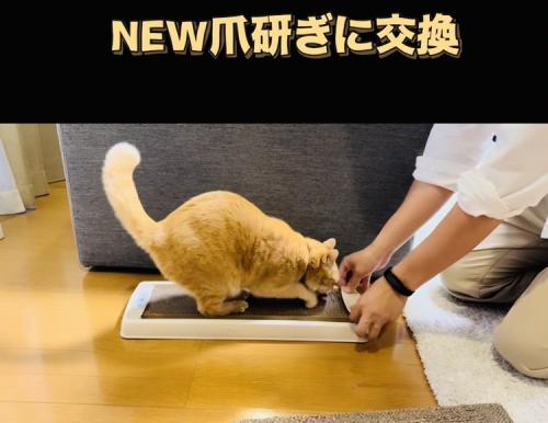 新しい爪研ぎで爪を研ぐ茶トラ猫