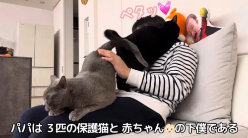 人間の膝の上に乗っている二匹の猫