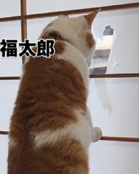 穴を覗く猫