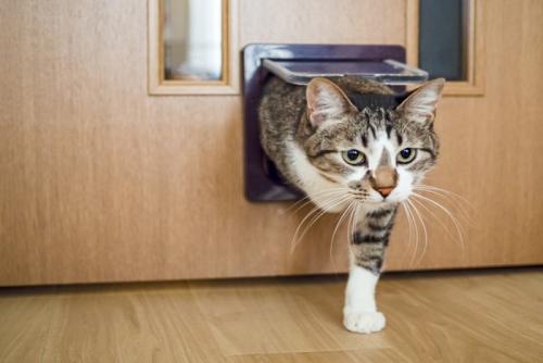 猫用のドアから部屋に入る猫