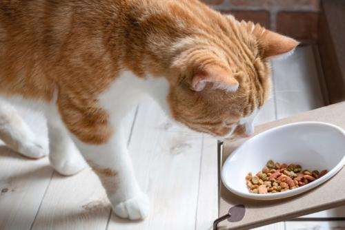 ごはんを残す猫