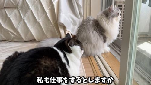 窓の外を眺める2匹の猫