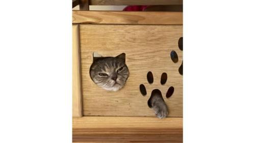 ハウスに入っている猫