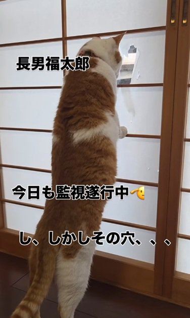 外を見る猫