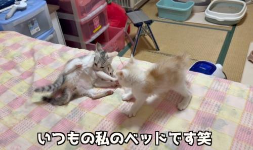 ベッドの猫
