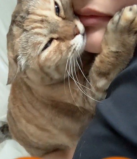 くっついている飼い主と猫
