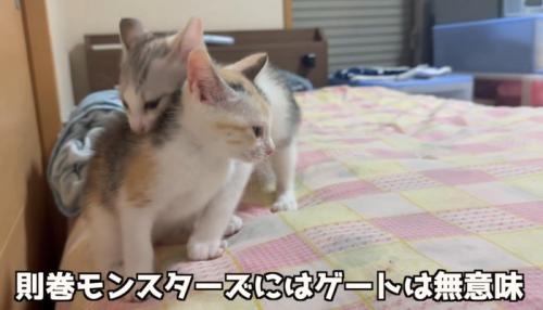 噛んでる猫