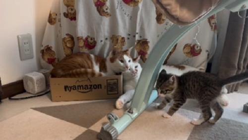 子猫を見る猫