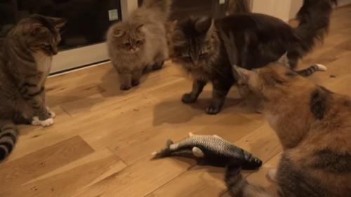取り囲む猫さんたち