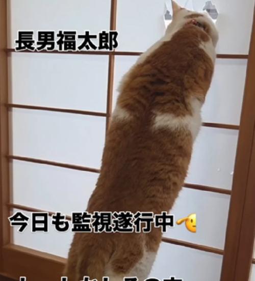 興味津々な猫