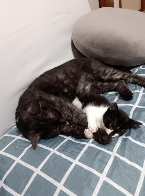 じゃれあう子猫と成猫