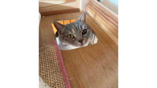 ハウスに入っている猫