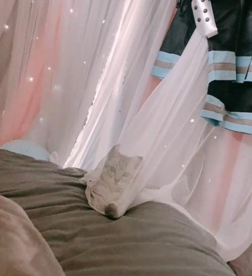 こちらを見つめる子猫