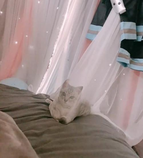 カーテン越しに見つめる子猫