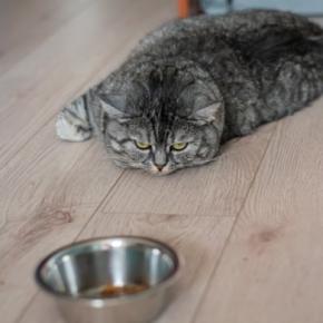 猫の『うつ病』は存在するの？見逃せない5つの症状や飼い主にできる対処法まで解説