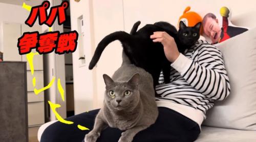 人間の膝の上に乗っている二匹の猫