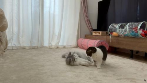 じゃれ合う2匹の猫