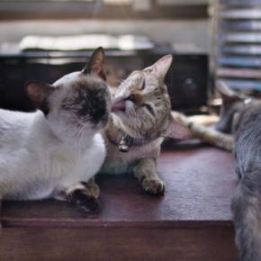 『同居する猫の死』を猫はどう感じているの? 起こりうる変化や飼い主ができるケア方法まで