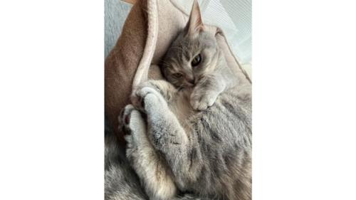 室内にいる猫