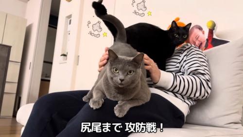 人間の膝の上に乗っている二匹の猫