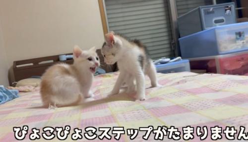 2匹の猫
