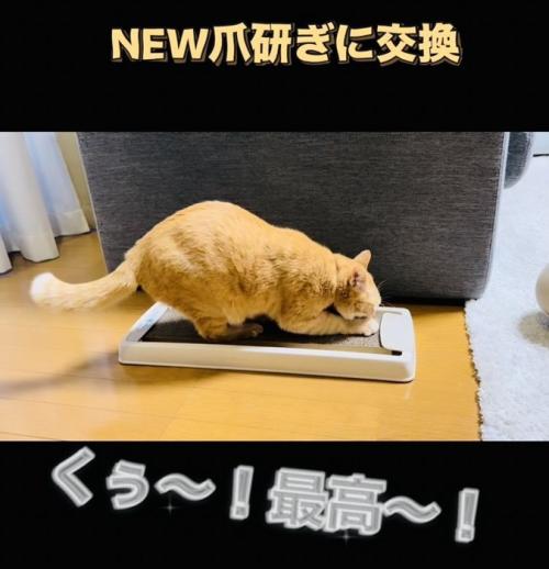 新しい爪研ぎで爪を研ぐ茶トラ猫
