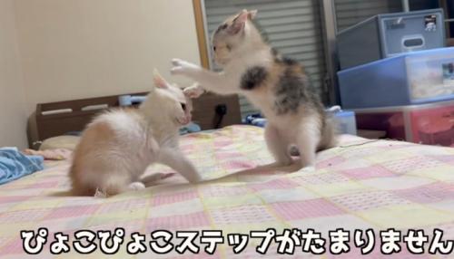 立ち上がる猫