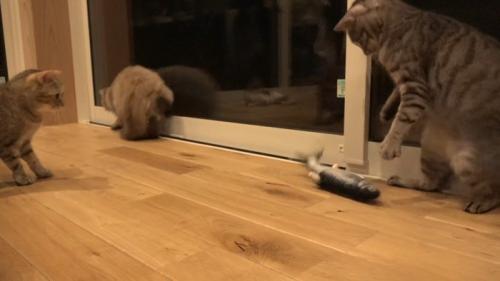2足立ち