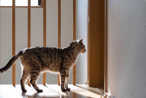 部屋の入り口の前で待っている猫