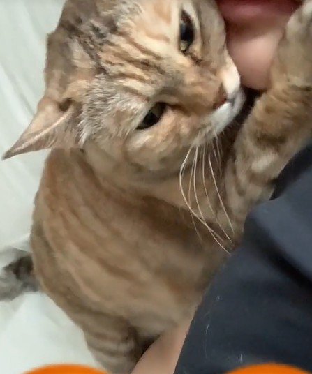 くっついている飼い主と猫