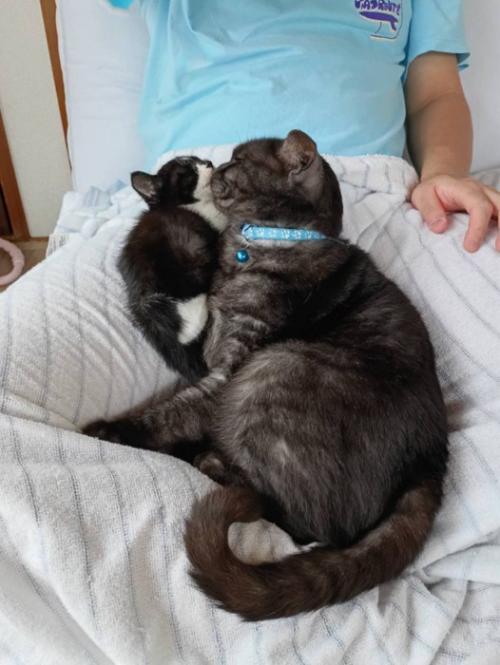 くっつきあう子猫と成猫