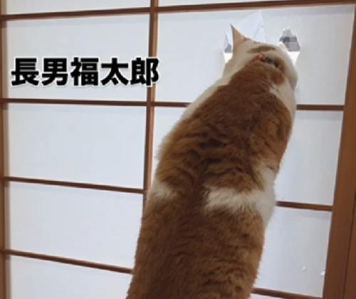 穴に顔を通す猫
