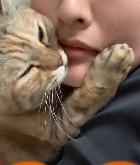 くっついている飼い主と猫