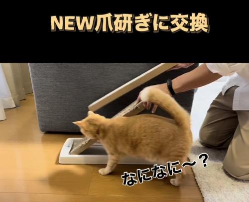新しい爪研ぎを見にきた茶トラ猫
