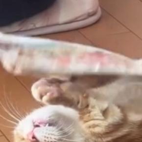 猫のことを『うちわ』でパタパタと『扇いであげる』と……笑ってしまう光景に４万いいね「どんどん伸びてる気がするｗ」「おててがたまらん」