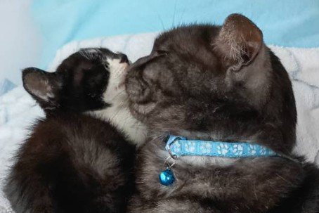 くっつきあう子猫と成猫(さらにアップ)