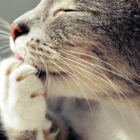 猫の『ヒゲ』を見れば気持ちが読み取れる?3つの状態別の心理や見分け方のコツ