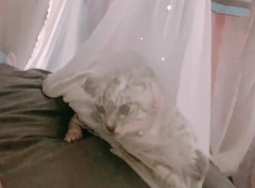 カーテンに引っかかる子猫アップ