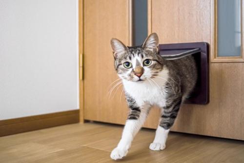 猫用のドアから部屋に入る猫 