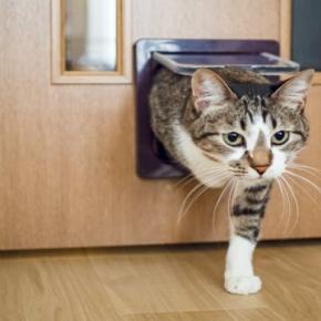 『猫用ドア』を導入するメリット3つ より快適に過ごせる?取り付けるときの注意点まで
