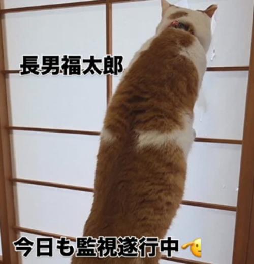 ニャルソック中の猫