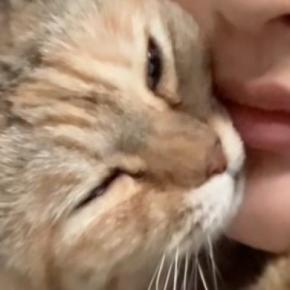 飼い主に抱き着くネコ→『なでなで』してもらった後に……尊すぎる『まさかの行動』が256万再生「大好きでたまらないんだw」「犬系だね」